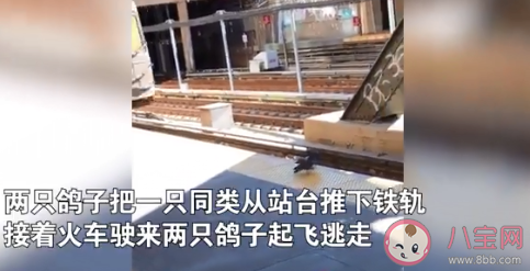 兩只鴿子將同伴推下鐵軌是怎么回事 鴿子之間也有勾心斗角么