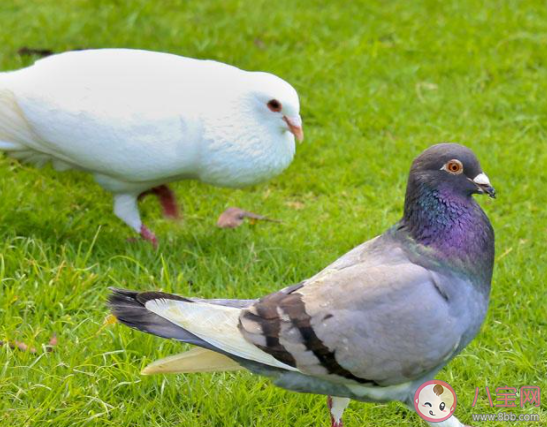 兩只鴿子將同伴推下鐵軌是怎么回事 鴿子之間也有勾心斗角么