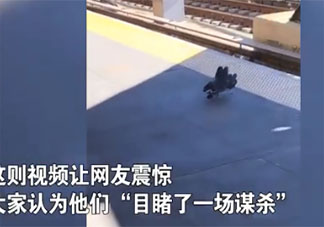 兩只鴿子將同伴推下鐵軌是怎么回事 鴿子之間也有勾心斗角么