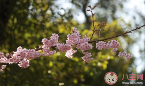 2021武漢大學賞櫻政策 具體政策是怎樣的 2021武漢大學賞櫻政策 具體政策是怎樣的