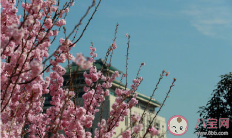 2021武漢大學賞櫻政策 具體政策是怎樣的 2021武漢大學賞櫻政策 具體政策是怎樣的