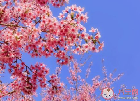 2021武漢大學賞櫻政策 具體政策是怎樣的 2021武漢大學賞櫻政策 具體政策是怎樣的