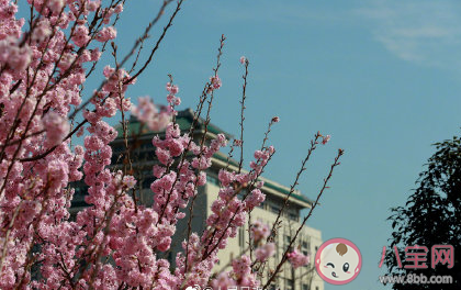 2021武大賞櫻花怎么預約 武大賞櫻花預約步驟