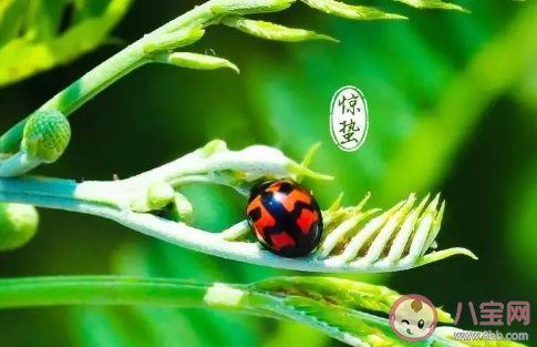 驚蟄當天吃什么好 適合驚蟄最養生的食物推薦