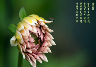 驚蟄節氣孕婦可以吃驢打滾嗎 驚蟄節氣孕婦適合吃什么