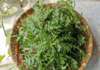 薺菜吃多了有什么壞處 薺菜吃不完怎么保存