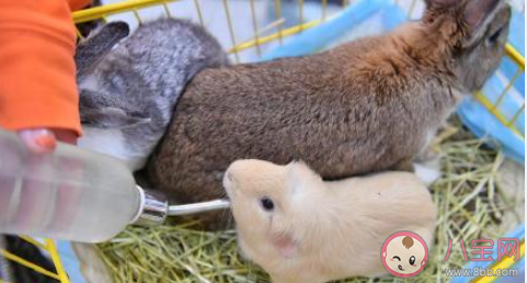 建議遺棄寵物行為納入個人不良征信記錄 遺棄寵物是怎樣的行為