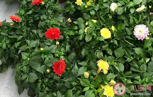 婦女節收到的公司福利合集 3.8收到了哪些公司福利