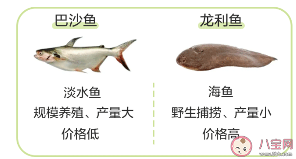 龍利魚和巴沙魚是一種魚嗎 龍利魚和巴沙魚怎么區分
