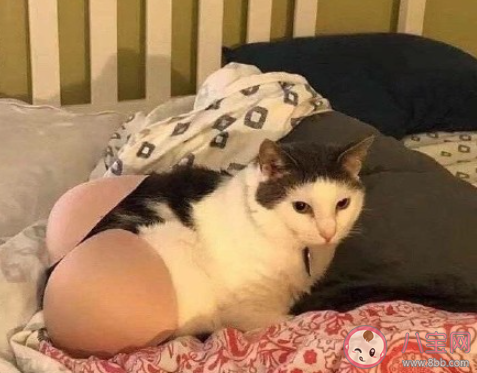 沒有錢該不該養寵物 養寵物哪些地方要花錢