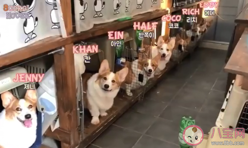 沒有錢該不該養寵物 養寵物哪些地方要花錢