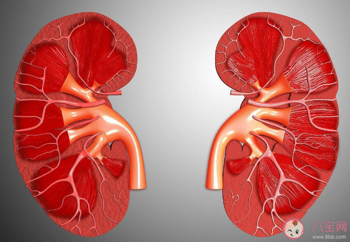 慢性腎臟病有哪些癥狀要注意 如何預(yù)防保護(hù)腎臟健康