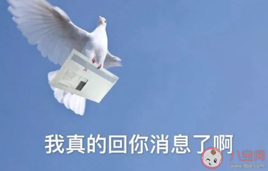 爽約為啥叫放鴿子 螞蟻莊園正確答案