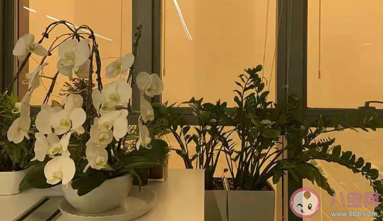 沙塵暴天氣對人體有哪些危害 沙塵中有哪些有害物質