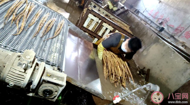 山藥為什么用消毒液成分漂白 好的山藥怎么挑選