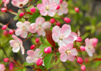 2021南北方花粉時間表 外出怎么預防花粉過敏