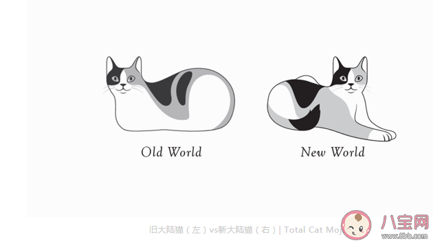 貓貓為什么總愛揣手手 貓咪的爪爪有什么作用 貓貓為什么總愛揣手手 貓咪的爪爪有什么作用