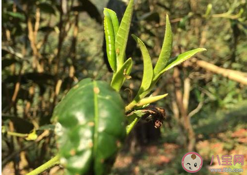 中國首次發現云南管蕊茶是怎么回事 云南管蕊茶為什么這么稀少