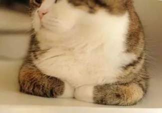 貓貓為什么總愛揣手手 貓咪的爪爪有什么作用