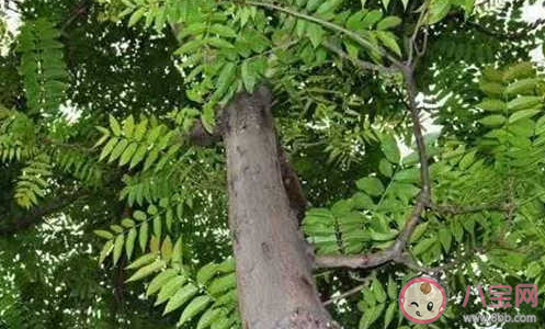 椿萱并茂指椿樹和萱草都茂盛用來比喻 最新螞蟻莊園3月19日答案