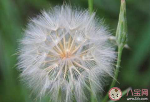 春天草坪上的蒲公英毛球是果實(shí)還是花 螞蟻莊園3月19日答案