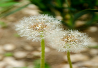 春天草坪上的蒲公英毛球是什么 螞蟻莊園3月19正確答案