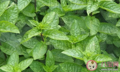 含有薄荷成分的食品吃起來(lái)涼涼的原因是什么 螞蟻莊園3月23日答案 含有薄荷成分的食品吃起來(lái)涼涼的原因是什么 螞蟻莊園3月23日答案