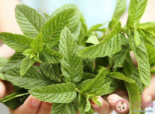 薄荷成分食品吃起來涼主要是因為薄荷成分 最新螞蟻莊園3月23日答案 薄荷成分食品吃起來涼主要是因為薄荷成分 最新螞蟻莊園3月23日答案