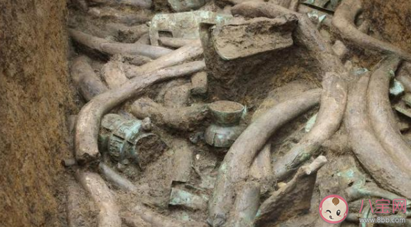 三星堆祭祀坑出土超120根象牙是怎么回事 為何古蜀人對象牙情有獨鐘 三星堆祭祀坑出土超120根象牙是怎么回事 為何古蜀人對象牙情有獨鐘