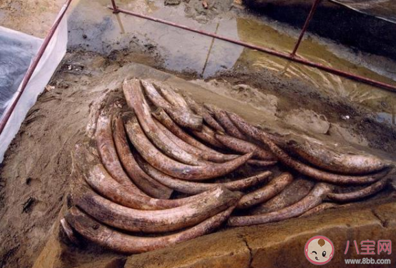 三星堆祭祀坑出土超120根象牙是怎么回事 為何古蜀人對象牙情有獨鐘 三星堆祭祀坑出土超120根象牙是怎么回事 為何古蜀人對象牙情有獨鐘