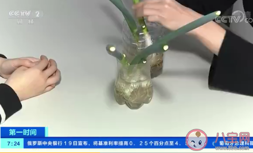 韓國大蔥漲至43元一公斤是怎么回事 全球食品價格持續上漲是為什么