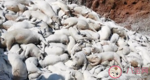 景德鎮一養豬場大批死豬致污染是怎么回事 為什么這些豬會大數量的死亡 景德鎮一養豬場大批死豬致污染是怎么回事 為什么這些豬會大數量的死亡