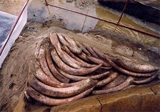 三星堆祭祀坑出土超120根象牙是怎么回事 為何古蜀人對象牙情有獨鐘