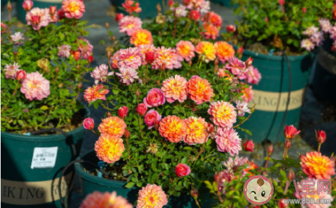 你會刪除前任微信嗎 分手后要不要互刪 你會刪除前任微信嗎 分手后要不要互刪