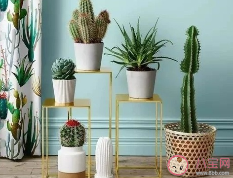 哪種植物適合養(yǎng)在室內螞蟻莊園 3月25日答案