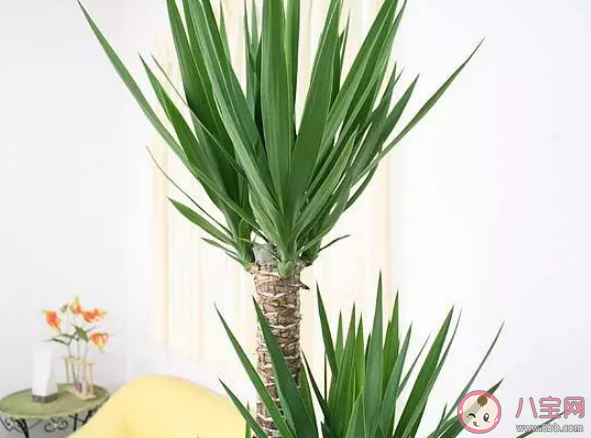 哪種植物適合養(yǎng)在室內(nèi)螞蟻莊園 3月25日答案