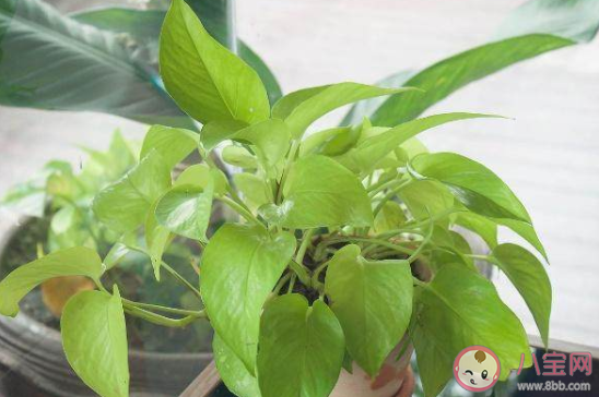 下列哪種植物適合養在室內 最新螞蟻莊園3月25日答案