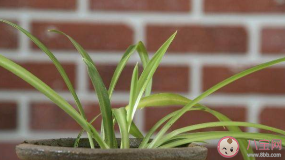 下列哪種植物適合養在室內 最新螞蟻莊園3月25日答案