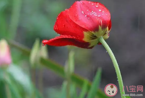 關于春雨的詩句有哪些 春雨古詩詞大全