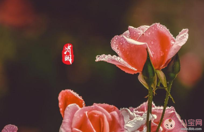 2021幼兒園小班清明節(jié)活動策劃方案三篇 2021幼兒園小班清明節(jié)活動教案美篇大全