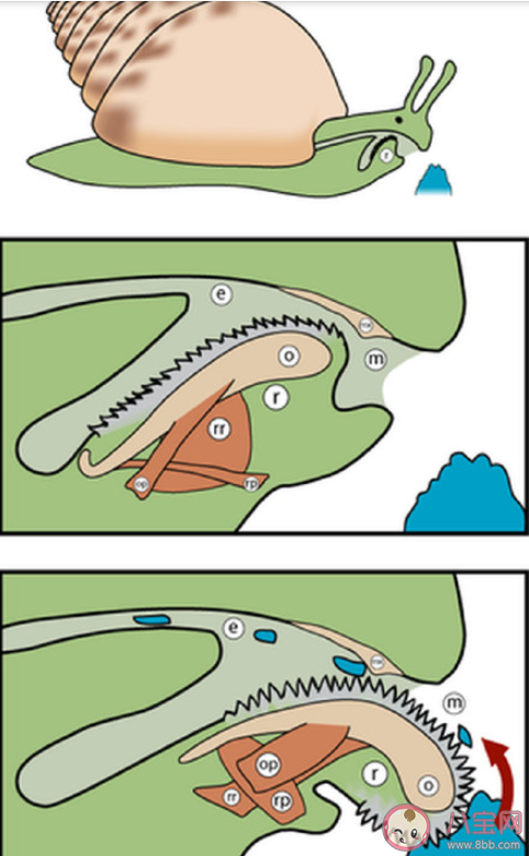 蝸牛是牙齒最多的動物有多少顆牙齒 蝸牛的牙齒有什么用