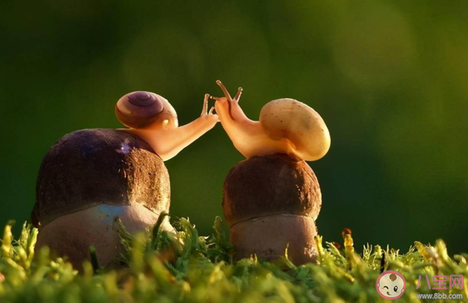 蝸牛是牙齒最多的動物有多少顆牙齒 蝸牛的牙齒有什么用