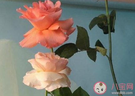 對(duì)于前任有哪些遺憾 和前任最遺憾的事情盤點(diǎn)