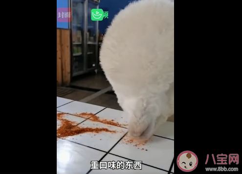 重慶女孩養的羊駝偷吃辣椒面是怎么回事 養寵物羊駝要注意些什么