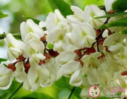 哪種槐樹的花朵是可以吃的 螞蟻莊園3月30日答案 哪種槐樹的花朵是可以吃的 螞蟻莊園3月30日答案