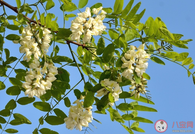 洋槐和國槐哪種槐樹的花朵是可以吃的 洋槐花怎么做好吃