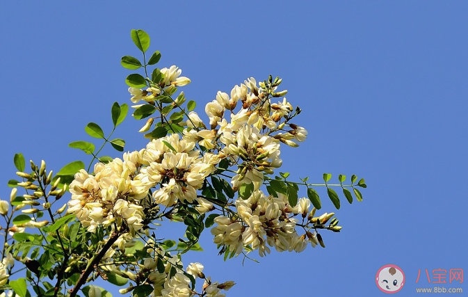 洋槐和國槐哪種槐樹的花朵是可以吃的 洋槐花怎么做好吃