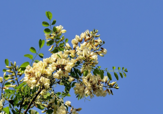 洋槐和國槐哪種槐樹的花朵是可以吃的 洋槐花怎么做好吃