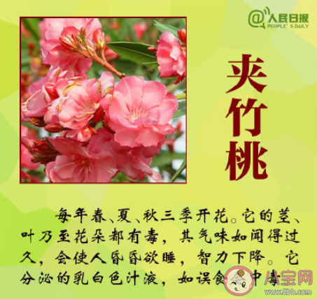 大學生吃曼陀羅種子祛痘住進ICU是怎么回事 曼陀羅種子毒性有多強