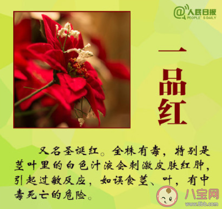 大學生吃曼陀羅種子祛痘住進ICU是怎么回事 曼陀羅種子毒性有多強